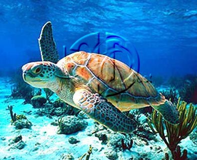 Big Sea Turtle