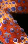Click here to see a seies of three images showing acropora releasing an egg