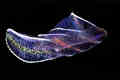 Click here to go to view a selection of our Comb-Jelly images