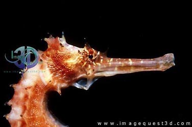 Click here to see further seahorse photos and pictures