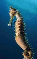 Click here to see further seahorse photos and pictures