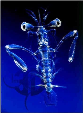 Stomatopod Larva