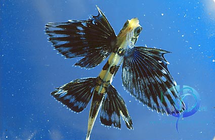 https://www.imagequest3d.com/pages/current/pictureoftheweek/flyingfish/Flying%20Fish.jpg