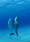 Click here to see further dolphin photos and pictures