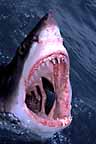 Click here to see further Great White Shark photos and pictures