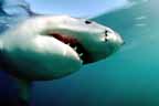 Click here to see further Great White Shark photos and pictures