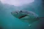 Click here to see further Great White Shark photos and pictures